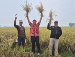 Hadiri Panen di Sukakarya, Haji Jalal : Kita Dukung Petani Bisa Lebih Sejahtera