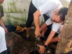 Saeful Islam Potong Hewan Qurban Sendiri di Tiga Kecamatan